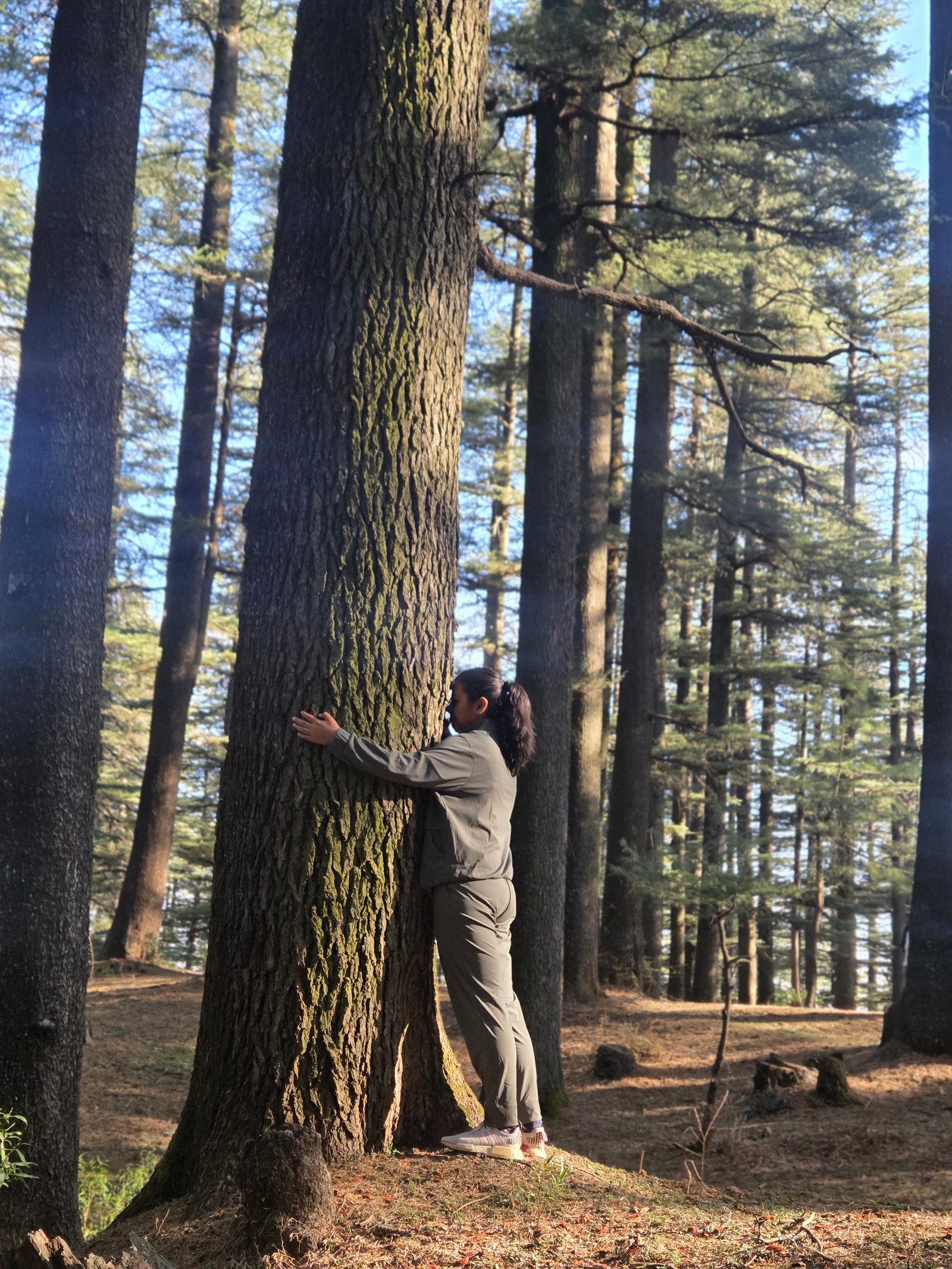 Forest healing walk in Dharamshala